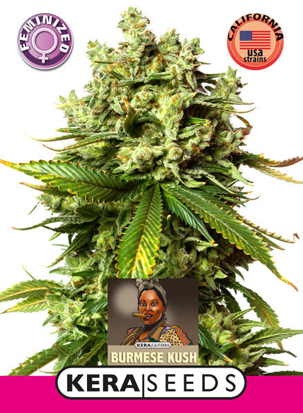 Kera Seeds - Burmese Kush