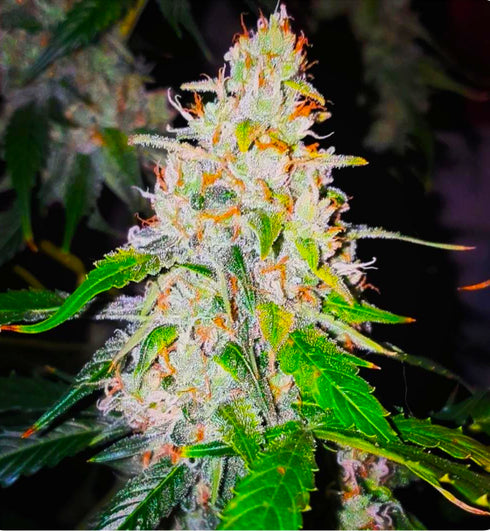 BSB Genetics - Sweet Tooth Auto