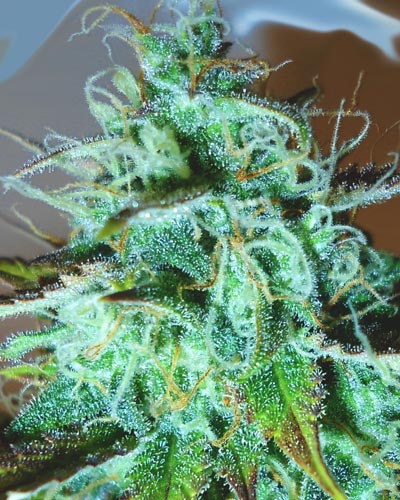 Medicann Seeds - Black Afghani Kush