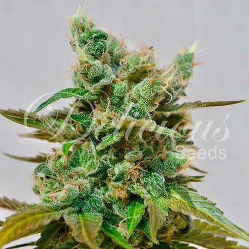 Delicious Seeds - Honey Bells