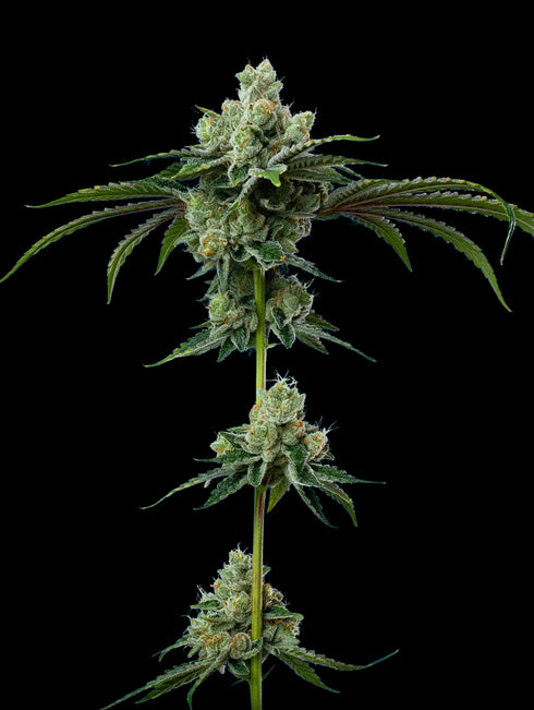 Mavericks Genetics - Do-Si-Dos