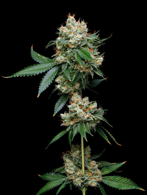 Mavericks Genetics - Donny Burger