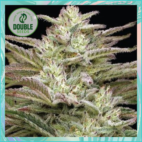 Double Seeds - Auto Jelly Donutz