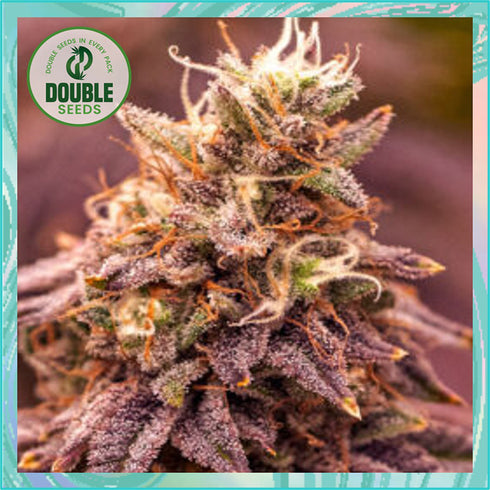 Double Seeds - Berry Moonrocks XL