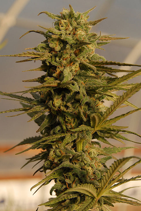 Bighead Seeds - Julie's Cookies Auto