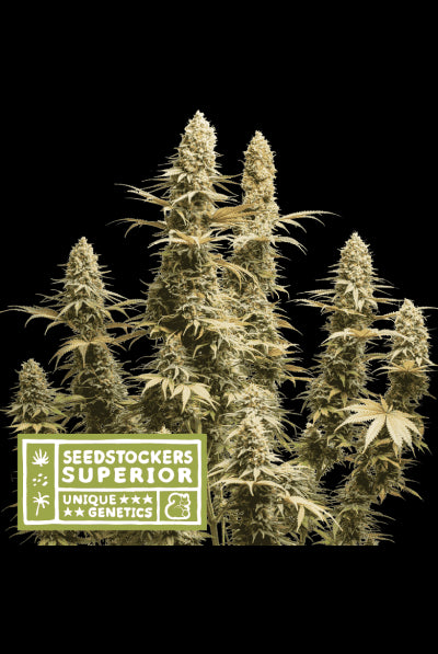 Seed Stockers Seeds - Superior Triton Biscotto Lime Auto