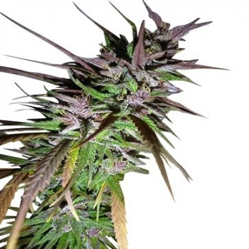 Ace Seeds - LIMITED EDITION Purple Pakistani Haze