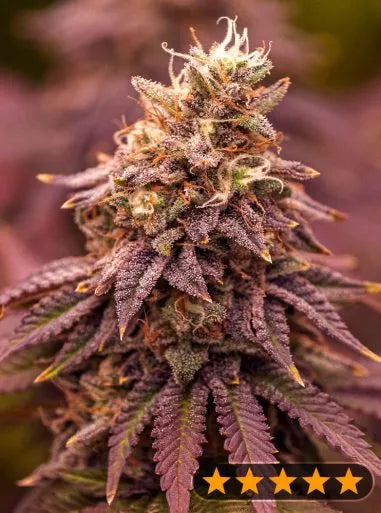 Power Strains - 5 Star Berry Moonrocks XL Auto