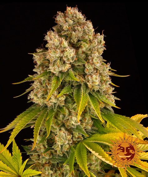 Barney's Farm Seeds - Cheese Auto