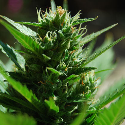 Black Skull - Skull Ryder