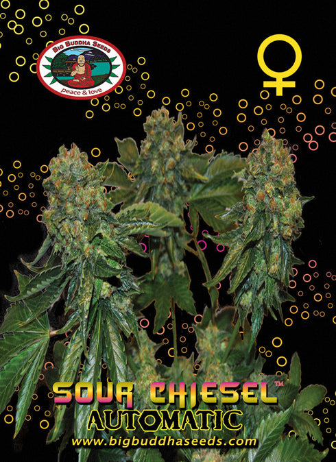 Big Buddha Seeds - Sour Chiesel Auto
