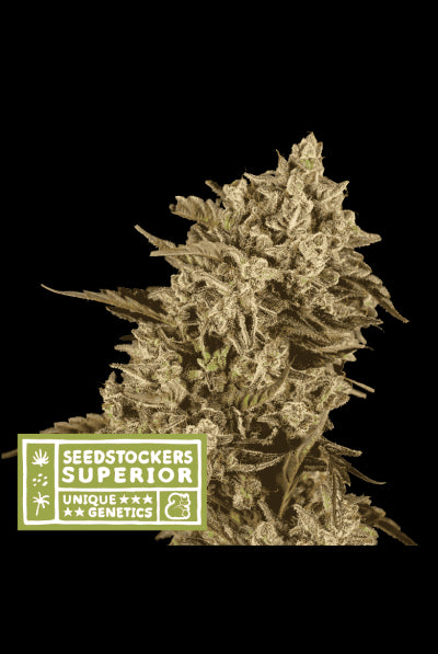 Seed Stockers Seeds - Superior Apollo Black Cherry