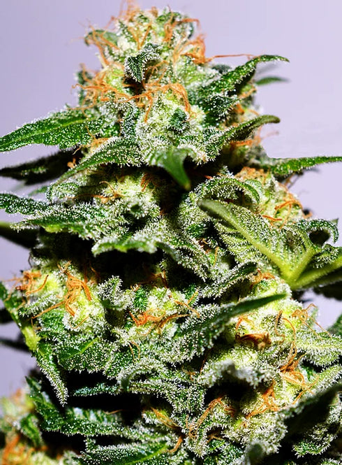 Cream Of The Crop - Cash Crop XL Auto