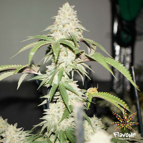 Flavour Chasers Seeds - Ice Cream Cake