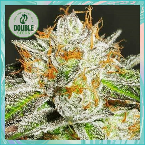 Double Seeds - Bruce Banner