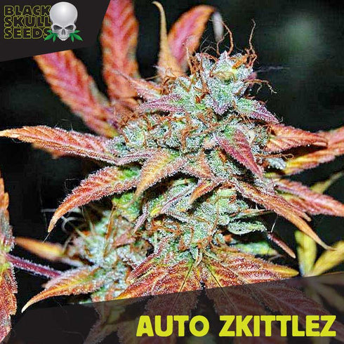 Black Skull Seeds - Auto Zkittlez