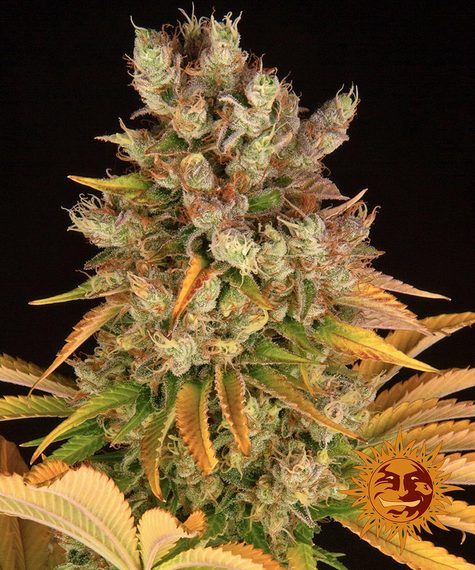 Barney's Farm Seeds - GMO