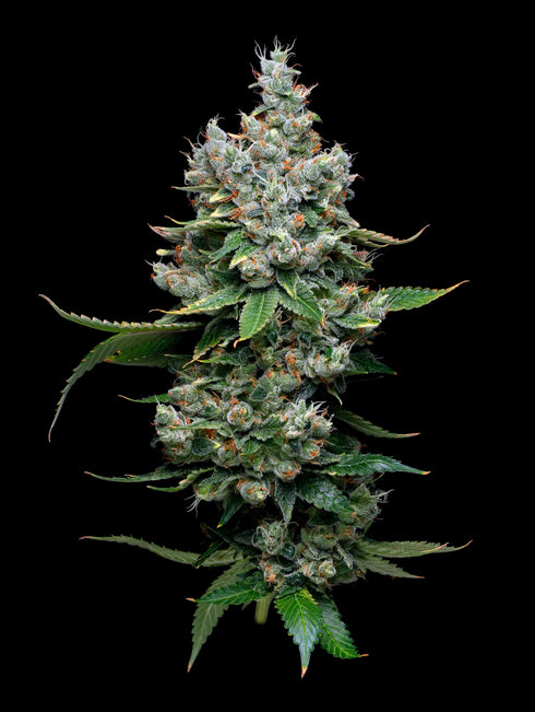 Mavericks Genetics - Funfetti Poundcake