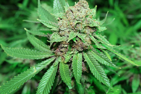 Purple Caper Seeds - White Grapes