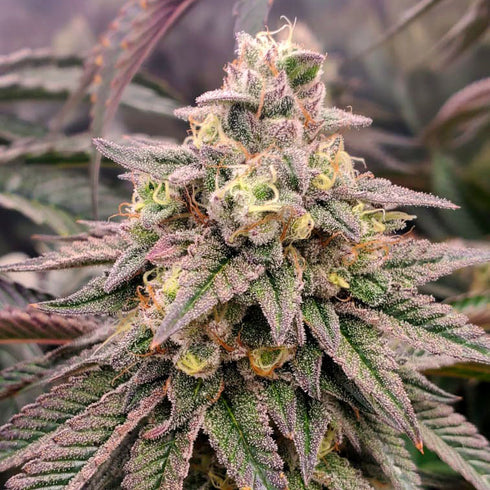 Humboldt Seeds - Limited Edition Forbidden Fruit Fast Version