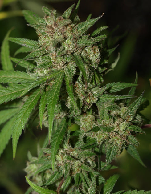 Propaganja Seeds - Red Neck Poison