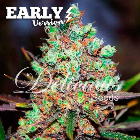 Delicious Seeds - Cotton Candy Kush Early Version