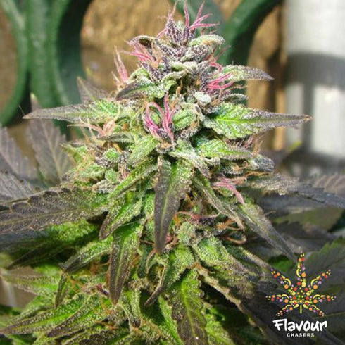 Flavour Chasers Seeds - Pink Runtz