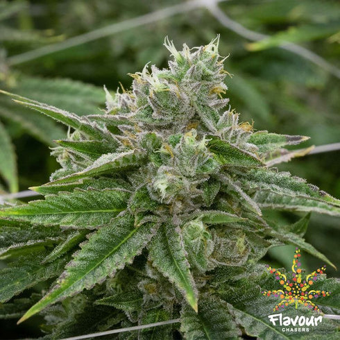 Flavour Chasers Seeds - Stardawg