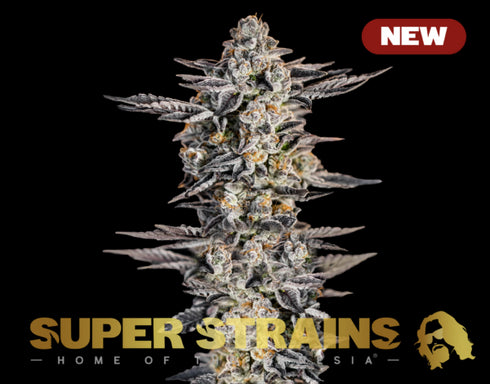 Super Strains - Gelato #33