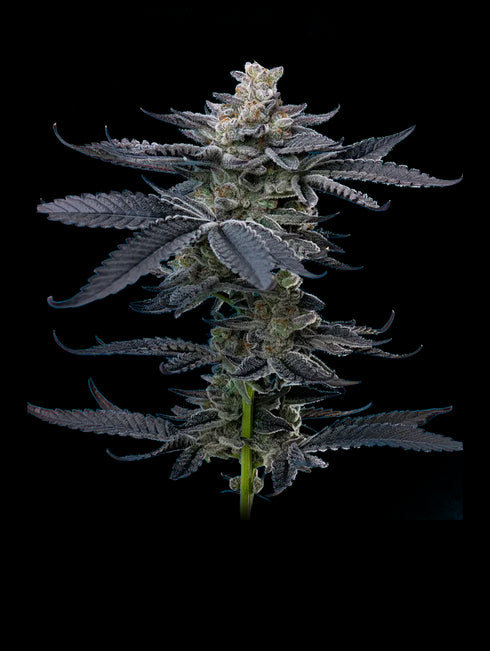 Mavericks Genetics - Gary Payton