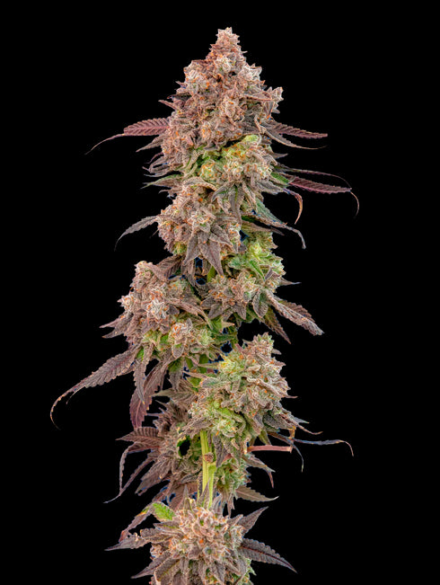 Mavericks Genetics - Gas Face Auto