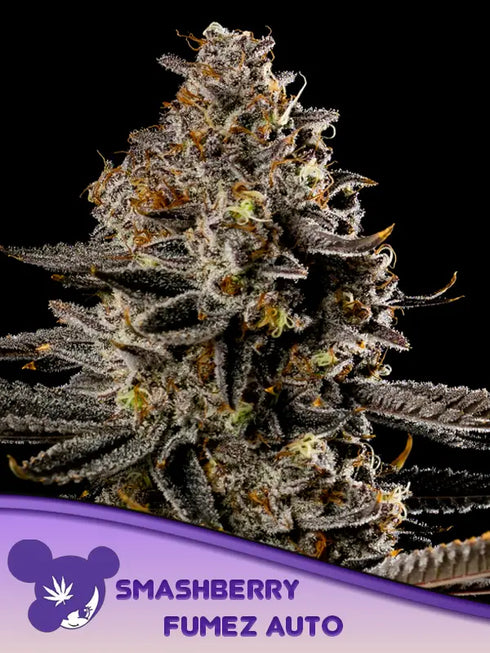 Anesia Seeds - Smashberry Fumez Auto