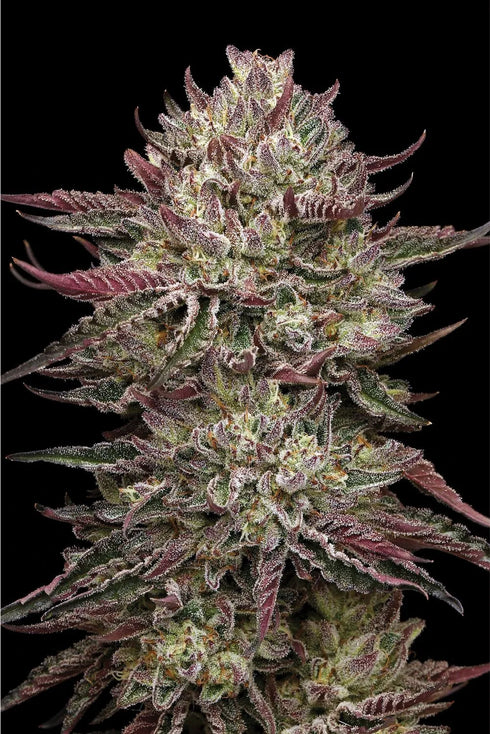 Humboldt Seed Company - Chicken N Wafflez