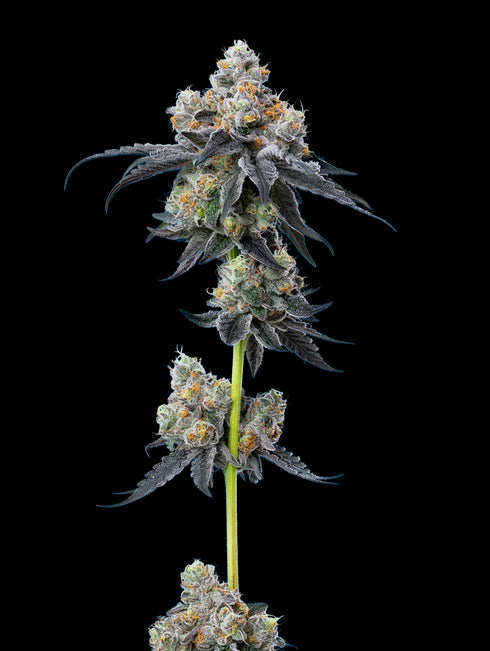 Mavericks Genetics - Gelato 33