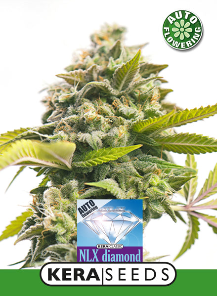 Kera Seeds - NLX Diamond Auto