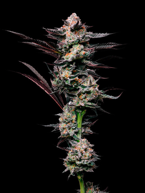 Mavericks Genetics - Girl Scout Cookies