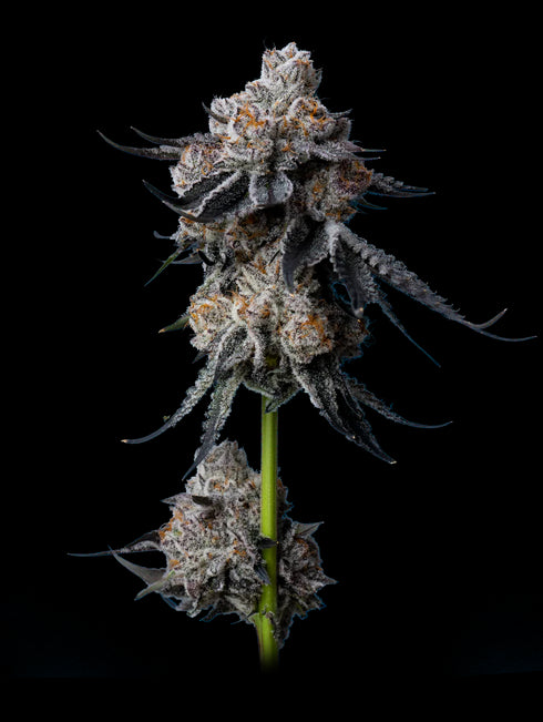 Mavericks Genetics - Gorilla Glue #4