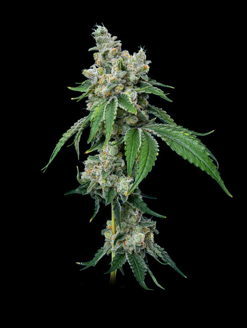 Mavericks Genetics - Grandiflora Guava