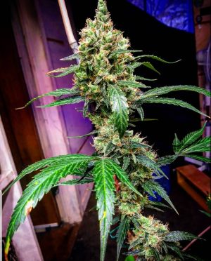 BSB Genetics - Manderine Dream XL Auto