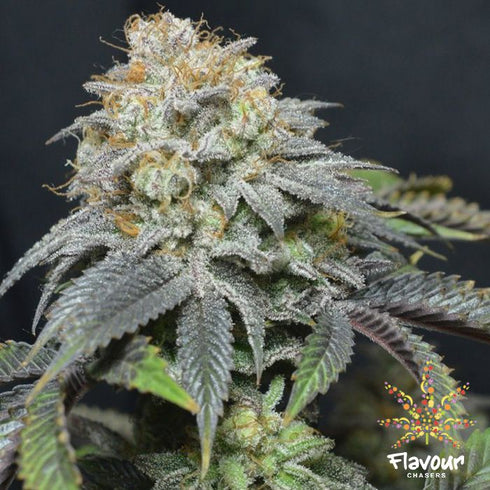 Flavour Chasers Seeds - Blue Lobster