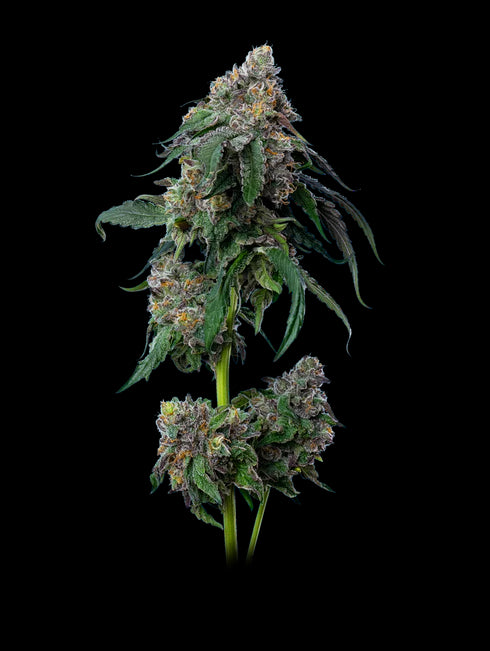 Mavericks Genetics - Gush Mints