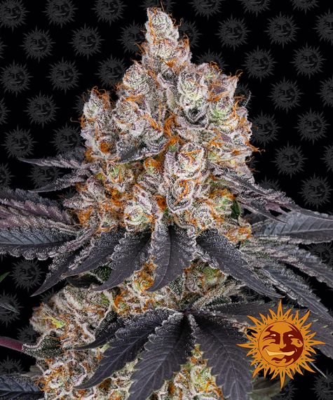 Barney's Farm Seeds - Gelato