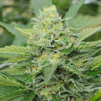 710 Genetics - Carnage