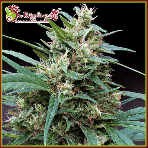 Dr Krippling Seeds - Bucks Fizz Auto