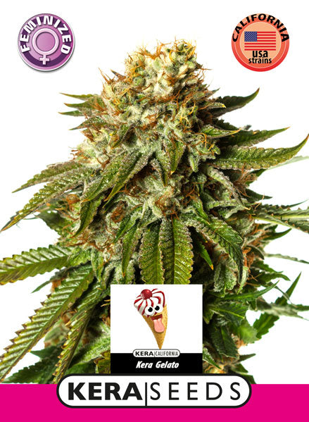 Kera Seeds - Gelato