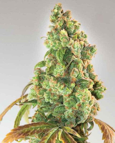 Expert Seeds - Nurse Lilly CBD