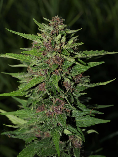Next Generation - Blueberry Auto