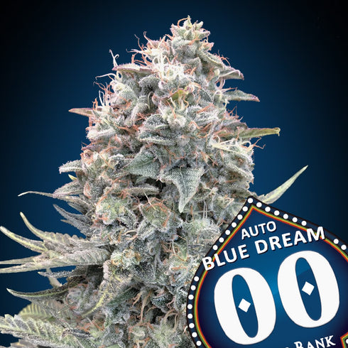 00 Seeds - Auto Blue Dream