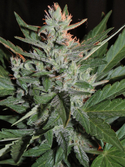 Cream Of The Crop - KO Crop Auto