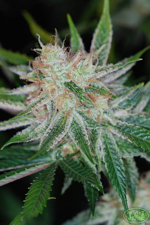 Subcool Seeds/TGA Genetics - Pandora's Box